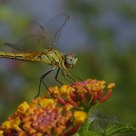 Libelinha (Dragonfly)